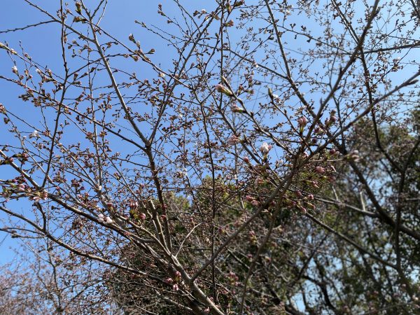 桜の開花と卒業式サムネイル